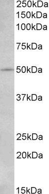 Goat anti-CD127 / IL7R (mouse) Antibody