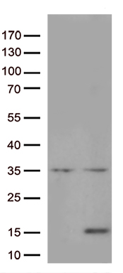 IL8 (CXCL8) antibody