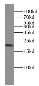 IL9 antibody