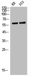 IL9R antibody