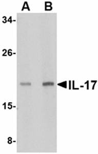 IL7 Antibody