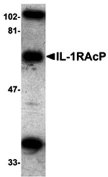 ILRAcP Antibody