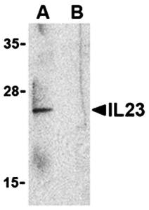 IL-23 Antibody