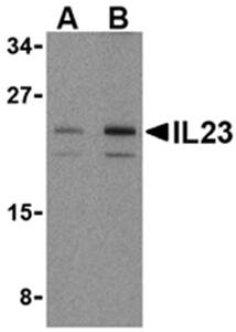 IL-23 Antibody