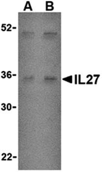 IL-27 Antibody