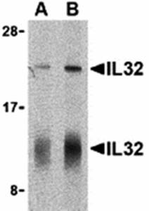 IL-32 Antibody