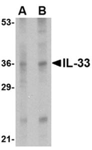IL-33 Antibody