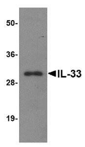 IL-33 Monoclonal Antibody