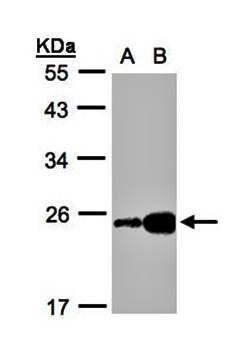 ILBP antibody