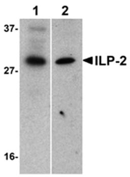 ILP-2 Antibody