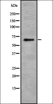 ILRL2 antibody