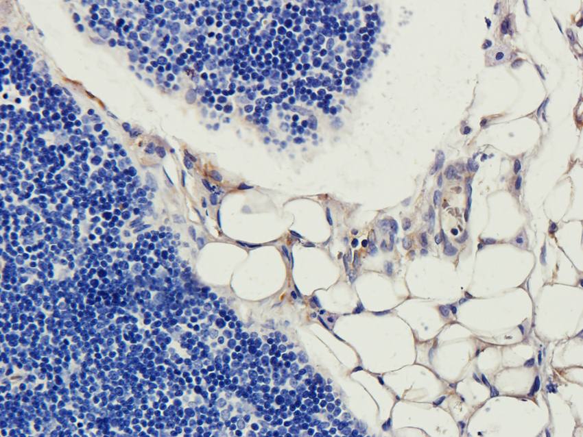 ILT2 Rabbit Polyclonal Antibody
