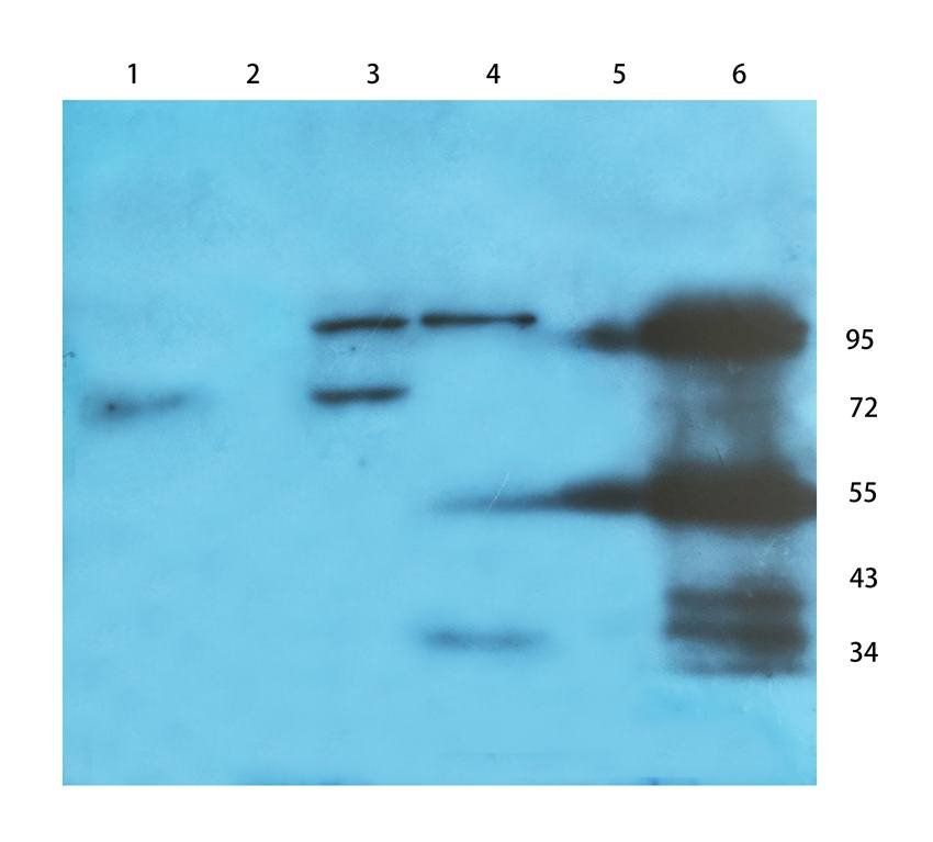 ILT2 antibody