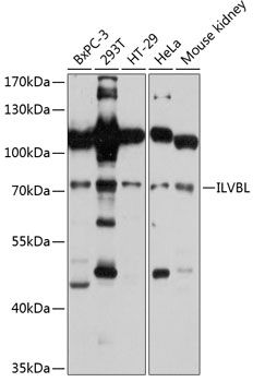 ILVBL antibody