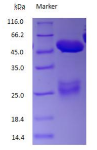 Aquaporin 1 antibody