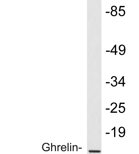 Ghrelin antibody