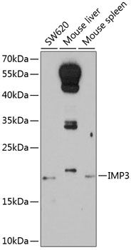 IMP3 antibody