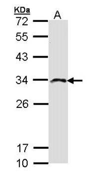 IMPA2 antibody