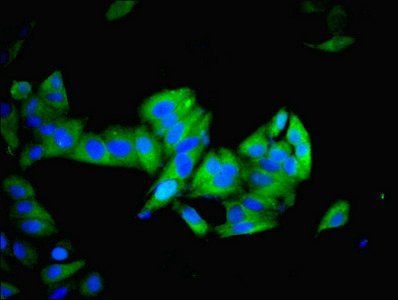 IMPDH2 Antibody