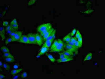 IMPDH2 antibody