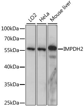 IMPDH2 antibody