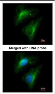 Importin 13 antibody [C3], C-term