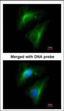 Importin 13 antibody