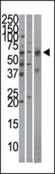 Importin alpha-4 antibody