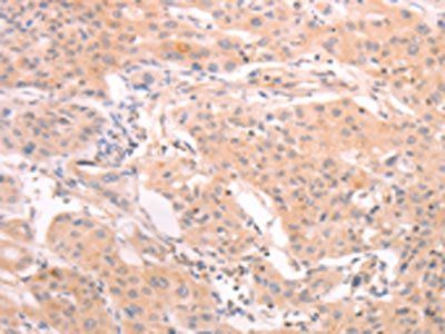 INA Antibody