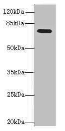 Inactive N-acetylated-alpha-linked acidic dipeptidase-like protein 2 antibody