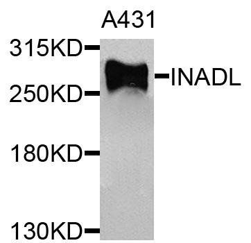 INADL antibody