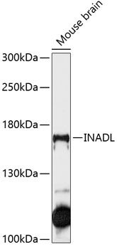 INADL antibody