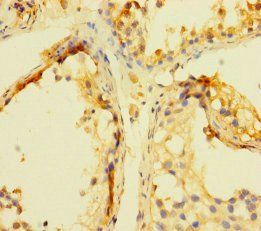 INCA1 Antibody