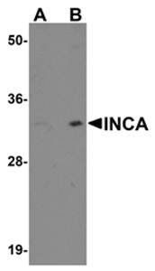 INCA1 Antibody