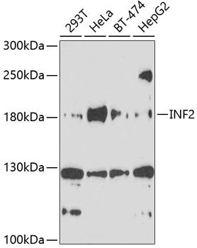 INF2 antibody
