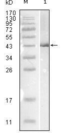 Influenza B virus Nucleoprotein
