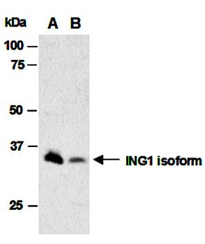 ING1 antibody