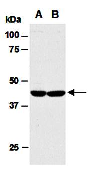 ING1 antibody