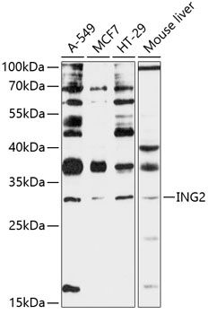 ING2 antibody