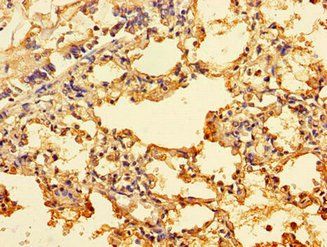 ING3 Antibody