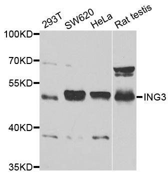 ING3 antibody