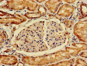 ING4 Antibody
