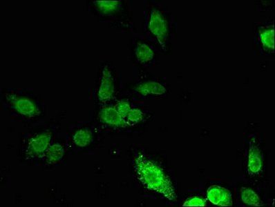 ING5 antibody