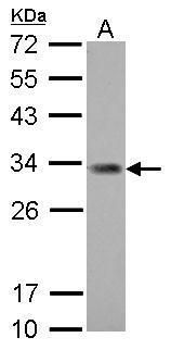 ING5 antibody