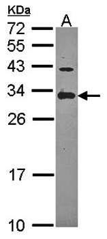 ING5 antibody