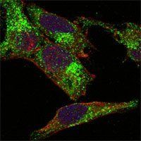 INHA (Inhibin alpha) Antibody