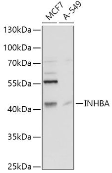 INHBA antibody
