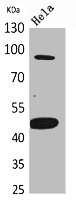INHBB Antibody