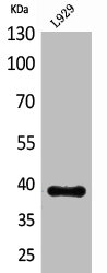 INHBE antibody