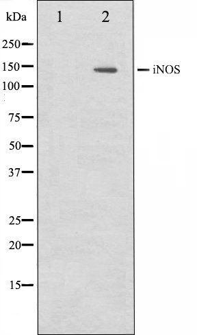 iNOS antibody